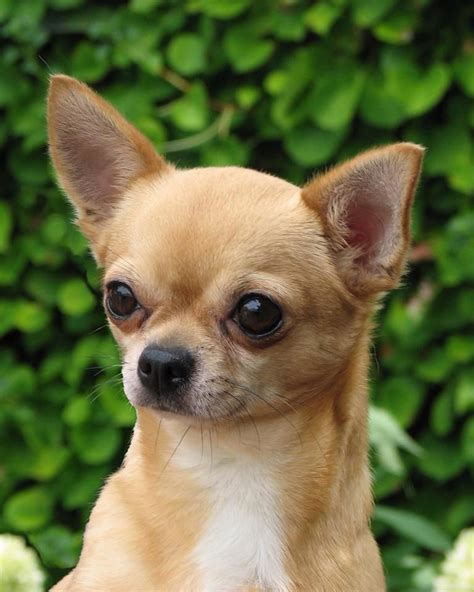 chihuahua for sale philippines price|Chihuahua Puppies in the Philippines .